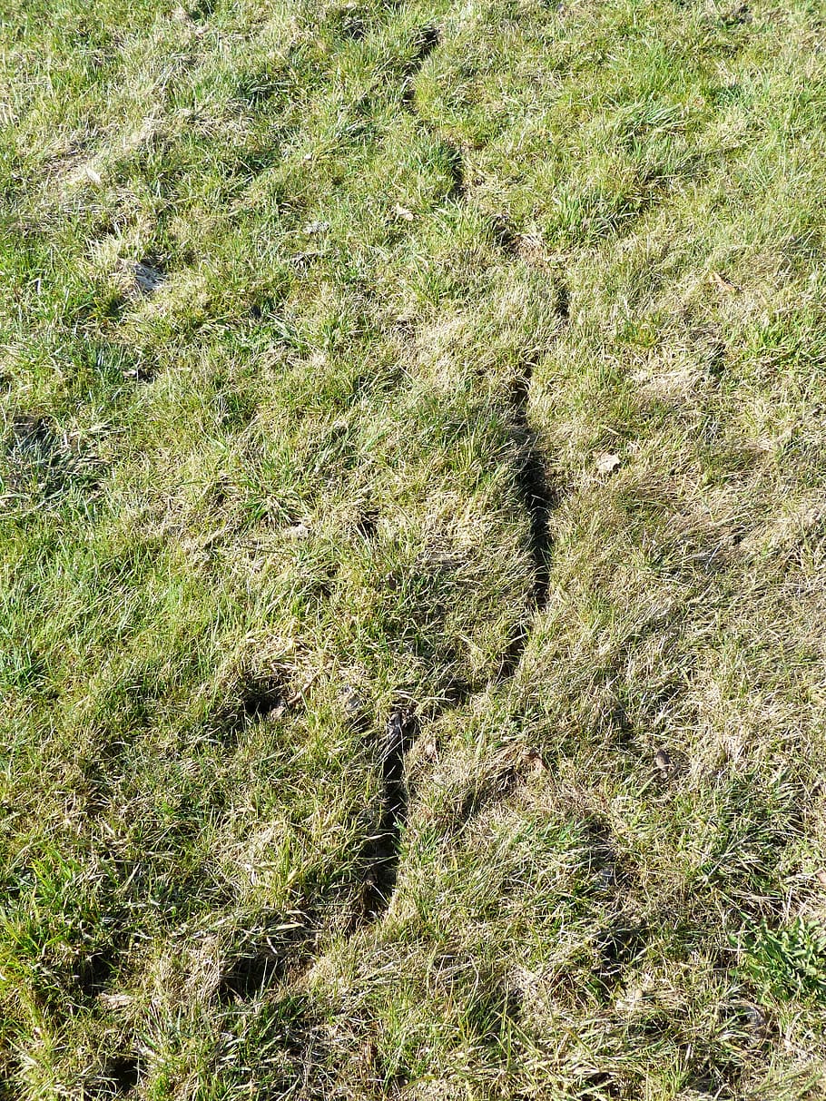 percorso del mouse, prato, traccia, lontano, velocità del mouse, topo, percorso animale, pista di animali, erba, natura, all'aperto, sfondi, pianta, crescita, terra, colore verde, giorno, campo, nessuno, vista dall'alto, la tranquillità, bellezza nella natura, luce del sole, scena non urbana, fotogramma intero, scena tranquilla, albero, paesaggio, ambiente, pista, 4K