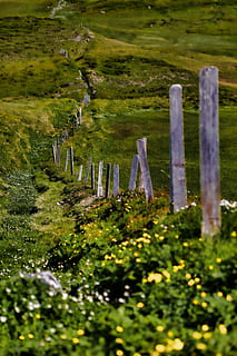 šedá, dřevěný, plot, zelená, pole, během dne, fotografie, travnaté hřiště, cesta, perspektivní, tráva, rostlina, nikdo, den, hřbitov, Příroda, zelená barva, klid, kámen, hrob, náhrobek, selektivní zaměření, klidné scény, životní prostředí, venku, krása v přírodě, mech, přistát, smutek, 5K, CC0, veřejná doména, bez autorských práv
