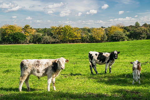 tiga, sapi, hijau, rumput, berbagai macam warna, bidang, langit, pohon, awan, binatang lokal, lokal, mamalia, menanam, hewan peliharaan, hewan, tema binatang, tanah, sekelompok binatang, bertulang belakang, warna hijau, alam, awan - langit, ternak, pertumbuhan, pemandangan, tidak ada orang, di luar rumah, herbivora, 5K, CC0, domain publik, bebas royalti