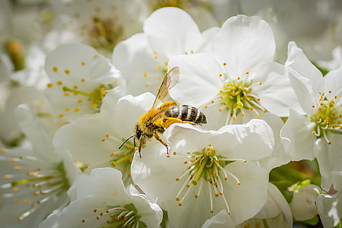 fiore di ciliegio, primavera, albero da frutta, fiorire, fioritura, natura, Ape, miele, raccogliere, impollinazione, spruzzatina, ciliegia, fiore bianco, insetto, fiore, un animale, Colore bianco, temi animali, animali allo stato selvatico, fauna selvatica, avvicinamento, nessuno, pianta fiorita, fragilità, pianta, vulnerabilità, bellezza nella natura, invertebrato, freschezza, petalo, animale, crescita, testa di fiore, polline, 2K, CC0, dominio pubblico, privo di copyright
