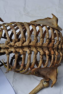 Bones, Skeleton, Spine, Human, back, body, anatomy, medical, health, anatomical, skeletal, ribs, ribcage, backbone, food and drink, seafood, food, freshness, no people, close-up, indoors, still life, high angle view, metal, brown, rusty, day, pattern, focus on foreground, nature, table, wood - material, indulgence, wall - building feature, temptation, snack, 4K, CC0, public domain, royalty free