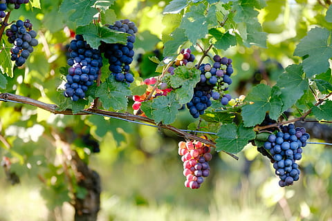 macrofotografia, uva, vite, mazzo, frutta, ramo, mangiare sano, cibo, cibo e bevande, crescita, freschezza, pianta, foglia, vigneto, parte vegetale, benessere, agricoltura, natura, frutti di bosco, concentrarsi sulle conoscenze acquisite, nessuno, albero, maturo, vinificazione, all'aperto, piantagione, 5K, CC0, dominio pubblico, privo di copyright