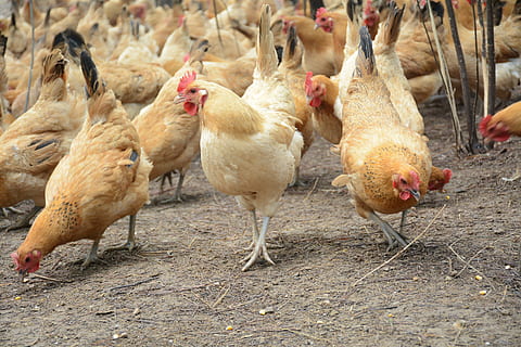 pollo, calza di foresta, pollo, calza forestale, uccello, pollo - uccello, azienda agricola, agricoltura, animale, bestiame, pollame, scena rurale, Gallo, giovane uccello, natura, galletto, pollaio, cibo, all'aperto, campo libero, temi animali, nessuno, gruppo di animali, animali domestici, vertebrato, mammifero, domestico, grande gruppo di animali, campo, giorno, terra, animali allo stato selvatico, fauna selvatica, mandria, Stormo di uccelli, erbivoro, 5K, CC0, dominio pubblico, privo di copyright