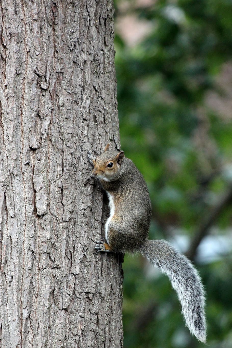 esquirol, arbre, escorça, animal, naturalesa, vida salvatge, bosc, salvatge, mamífer, rosegador, marró, bonic, esponjós, a l'aire lliure, petit, natural, pell, cua, adorable, branca, criatura, pelut, fusta, parc, espessa, fauna animal, animals a la natura, temes d'animals, un animal, tronc, tronc de l'arbre, centrar-se en primer pla, planta, cap gent, primer pla, vertebrats, dia, longitud completa, 4K