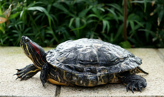 tortue, tête, panzer, créature de l'eau, Soleil, zoo, reptile, thèmes animaux, animal, la faune des animaux, animaux à l'état sauvage, un animal, vertébré, coquille, coquille animale, la nature, personne, écaille de tortue, se concentrer sur le premier plan, fermer, journée, toute la longueur, en plein air, Marin, 5K, CC0, domaine public, libre de droits