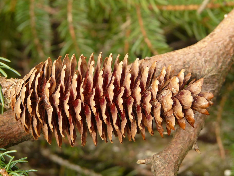 pinyes, aixeta, arbre, conífera, avet comú, picea abies, avet vermell, picea, madur, llavors, cap gent, dia, naturalesa, a l'aire lliure, primer pla, centrar-se en primer pla, planta, creixement, bellesa a la natura, branca, tronc de l'arbre, marró, tronc, terra, bosc, agut, textura, llum solar, tranquil·litat, picant, 2K