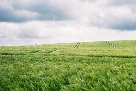 ennuvolat, cel, camp, verd, camp de gespa, herba, núvol, granja, pistes, cultius, turó, estiu, neolític, avebury, Anglaterra, diapositives de pel·lícules, fotografia de pel·lícula, pel·lícula, paisatge, terra, medi ambient, agricultura, escena rural, color verd, núvol - cel, planta, escenics - natura, planta de cereals, escena tranquil·la, cultiu, horitzó sobre la terra, naturalesa, bellesa a la natura, horitzó, tranquil·litat, creixement, cap gent, a l'aire lliure, paisatge rodant, 2K, CC0, domini públic, lliure de regalies