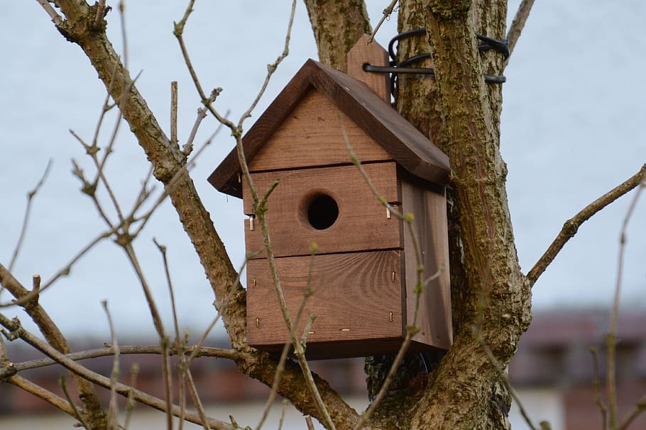 boks, fugl, hjem, rede, ingen mennesker, udendørs, dag, himmel, træ, tæt på, birdhouse, fokus på forgrunden, plante, natur, træ - materiale, arkitektur, bygget struktur, afdeling, bagagerum, træstamme, lav vinkel visning, bygning udvendig, hul, bare træ, hus, 4K