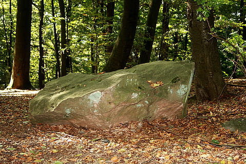 sten-, Skov, stor, magtfulde, enorm, bakke, træ, jord, plante, bagagerum, træstamme, natur, vækst, dag, ro, ingen mennesker, ikke-urbane scene, udendørs, skønhed i naturen, rolig scene, miljø, fjern, sollys, plante del, bark, regnskov, 2K, CC0, offentligt domæne, royaltyfrie