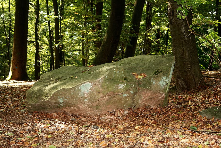 pedra, bosc, gran, potent, enorme, turó, arbre, terra, planta, tronc, tronc de l'arbre, naturalesa, creixement, dia, tranquil·litat, cap gent, escena no urbana, a l'aire lliure, bellesa a la natura, escena tranquil·la, medi ambient, remot, llum solar, part de la planta, escorça, selva tropical, 2K