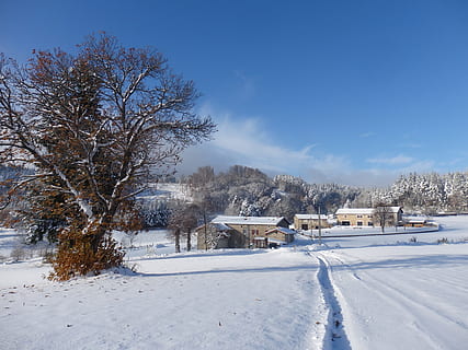 neu, hivern, fred, arbre, gelades, auvergne, temperatura de fred, planta, cel, naturalesa, Color blanc, estructura construïda, arquitectura, bellesa a la natura, exterior de l'edifici, cobertura, escenics - natura, dia, paisatge, terra, arbre nu, cap gent, a l'aire lliure, 4K, CC0, domini públic, lliure de regalies