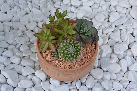 cactus, composició, oferta, planta, espècia, espines, botànica, olla, pedra - objecte, creixement, sòlid, planta en test, naturalesa, planta suculenta, còdols, color verd, rock, cap gent, full, part de la planta, bellesa a la natura, dia, vista d’angle alt, primer pla, a l'aire lliure, brutícia, test de flor, 5K, CC0, domini públic, lliure de regalies