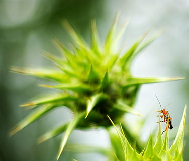 insekt, grillo, kampanj, djurliv, djur i det vilda, ryggradslös, djurteman, djur-, ett djur, växt, grön färg, närbild, natur, skönhet i naturen, tillväxt, blad, fokusera på förgrunden, växtdel, dag, inget folk, selektiv fokusering, utomhus, grässtrå, 1080P, CC0, offentligt domän, royaltyfria