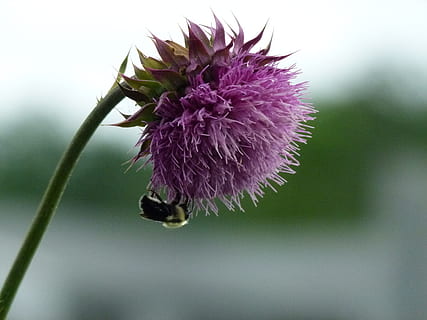 bombus arısı, Arı Arı, devedikeni, bal arısı, bombus, süt devedikeni, böcek, çiçek, tozlaşma, bombus arısı-, bal, mor, doğa, doğada güzellik, bitki, kırılganlık, çiçekli bitki, kapatmak, Güvenlik açığı, omurgasız, tazelik, çiçek kafa, taçyaprağı, hayvan temaları, büyüme, vahşi hayvanlar, hayvan yaban hayatı, bir hayvan, ön plana odaklanmak, insansız, yabanarısı, 4K, CC0, kamu malı, telif ücretsiz