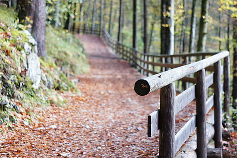 braun, hölzern, Zaun, Wald, Geländer, Weg, Waldweg, Landschaft, Holz, Natur, Freizeit, romantisch, Herbst, gehen, immer noch, Baum, keine Leute, Tag, draußen, Fokus auf den Vordergrund, Land, Pflanze, Holz - Material, Fußweg, Ruhe, Metall, Richtung, der Weg nach vorn, selektiver Fokus, Grenze, Barriere, 4K, CC0, gemeinfrei, lizenzfrei
