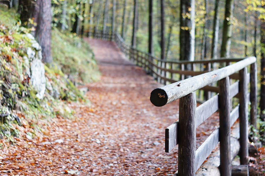 braun, hölzern, Zaun, Wald, Geländer, Weg, Waldweg, Landschaft, Holz, Natur, Freizeit, romantisch, Herbst, gehen, immer noch, Baum, keine Leute, Tag, draußen, Fokus auf den Vordergrund, Land, Pflanze, Holz - Material, Fußweg, Ruhe, Metall, Richtung, der Weg nach vorn, selektiver Fokus, Grenze, Barriere, 4K