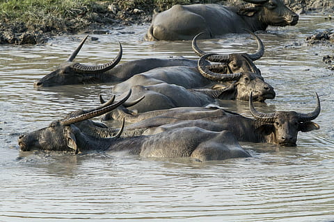 búfalo, asiático, selvagem, lama, animal, kaziranga, nacional, parque, animais selvagens, temas animais, mamífero, grupo de animais, animais em estado selvagem, agua, gnu, rio, dia, vertebrado, natureza, grande grupo de animais, ninguém, animais domésticos, ao ar livre, cruzando, com chifres, rebanho, herbívoro, 2K, CC0, domínio público, royalty free