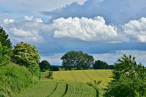 Zielony, pole trawy, biały, chmury, krajobraz, orny, sceniczny, Natura, atmosfera, nastrój, niebo, drzewa, las, forma chmur, światło, roślina, drzewo, chmura - niebo, pole, wylądować, piękno natury, wzrost, spokojna scena, scenics - natura, spokój, rolnictwo, środowisko, zielony kolor, dzień, scena wiejska, żadnych ludzi, gospodarstwo rolne, na dworze, plantacja, 4K, CC0, domena publiczna, darmowe zdjęcia