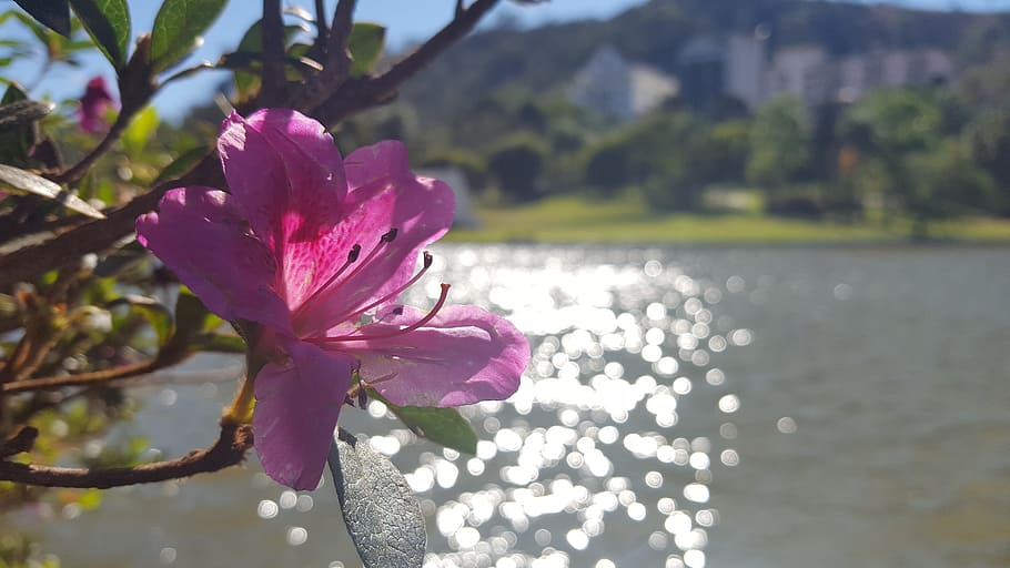 fiore, lago, sol, pianta fiorita, pianta, bellezza nella natura, colore rosa, freschezza, fragilità, vulnerabilità, petalo, acqua, avvicinamento, natura, crescita, infiorescenza, testa di fiore, concentrarsi sulle conoscenze acquisite, nessuno, giorno, all'aperto, primavera, polline, 5K