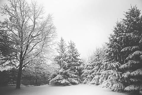 snow-covered pine trees, gray, scale, photo, snow, trees, daytime, winter, cold, nature, christmas, woods, black and white, cold temperature, tree, weather, bare tree, snowing, no people, frozen, plant, land, beauty in nature, forest, environment, tranquility, white color, tranquil scene, scenics - nature, sky, landscape, day, woodland, outdoors, pine tree, coniferous tree, blizzard, 5K, CC0, public domain, royalty free