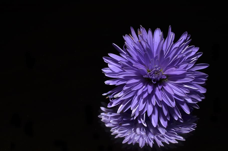 Violet, flori petaled, oglindă, Aster, floare, planta cu flori, vulnerabilitate, fragilitate, prospeţime, petală, cap de floare, frumusețe în natură, studio shot, inflorescenţă, a închide, plantă, Fundal negru, natură, creştere, nici o persoana, spațiu copie, în interior, 4K