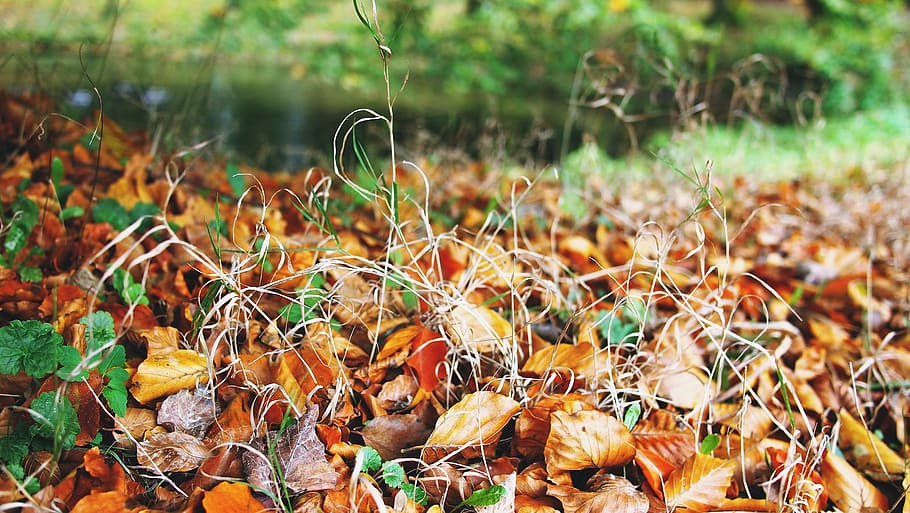 tardor, fulles, full, naturalesa, caure, taronja, groc, temporada, vermell, parc, color, fullatge, colorit, paisatge, octubre, daurat, natural, estacional, a l'aire lliure, fusta, de novembre, verd, marró, or, vibrant, herba, cap gent, camp, dia, planta, terra, creixement, menjar, part de la planta, centrar-se en primer pla, vegetals, bellesa a la natura, menjar i beguda, sec, arbre, color verd, bosc, canvi, 2K