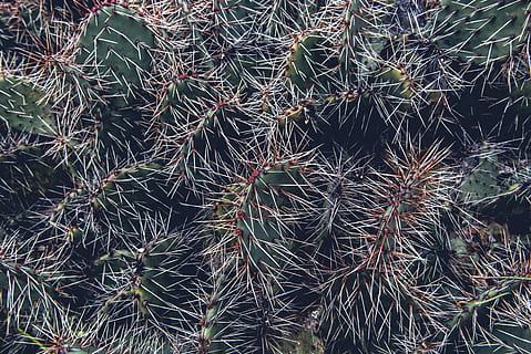 cactus durante il giorno, grigio, verde, cactus, CACTU, acuto, spinoso, spina, pianta, colonna vertebrale, ago, spuntone, natura, denso, lunatico, buio, nero, bianca, crescita, fotogramma intero, pianta succulenta, sfondi, avvicinamento, nessuno, bellezza nella natura, giorno, colore verde, all'aperto, la tranquillità, spillo, fragilità, vista dall'alto, vulnerabilità, ago - parte vegetale, 5K, CC0, dominio pubblico, privo di copyright