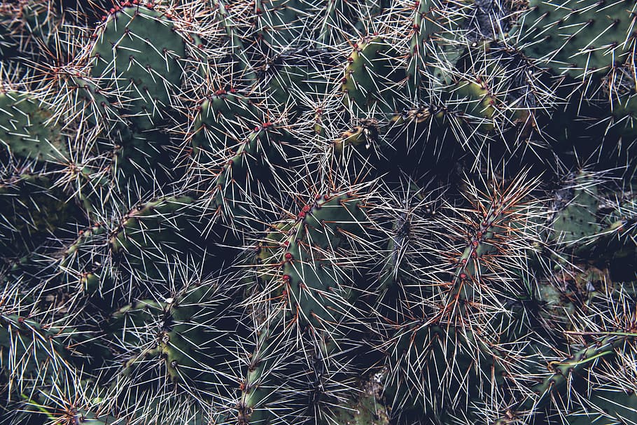 cactus durante il giorno, grigio, verde, cactus, CACTU, acuto, spinoso, spina, pianta, colonna vertebrale, ago, spuntone, natura, denso, lunatico, buio, nero, bianca, crescita, fotogramma intero, pianta succulenta, sfondi, avvicinamento, nessuno, bellezza nella natura, giorno, colore verde, all'aperto, la tranquillità, spillo, fragilità, vista dall'alto, vulnerabilità, ago - parte vegetale, 5K