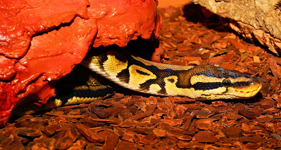 serp, constrictor, python, rèptil, escala, pitó de pilota, bonic, pastel, Snakehead, boa, alimentació, terraristik, terrari, daurat, món animal, criatura, bellesa, tancar, python regius, animal, no tòxic, exòtic, cap, caçador de ratolí, Àfrica, temes d'animals, fauna animal, animals a la natura, un animal, vertebrats, cap gent, naturalesa, primer pla, terra, marques d’animals, part del cos dels animals, sòlid, rock - object, rock, a l'aire lliure, dia, patró natural, verinós, escala d’animals, cap d’animals, 4K