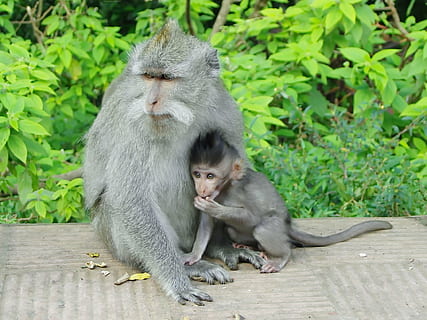 Indonesië, Java, aap, moederschap, primaat, guenon, tederheid, dierlijke thema's, dier, zoogdier, dieren in het wild, gewerveld, dierenleven, groep dieren, jong dier, twee dieren, dierlijke familie, jong, zittend, kind, baby, saamhorigheid, vrouwelijk dier, dag, focus op de voorgrond, buitenshuis, zorg, 1080P, CC0, publiek domein, royaltyvrij