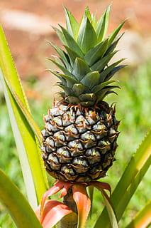 grüne Ananasfrucht, Ananas, Obst, exotisch, Pflanze, grüne Farbe, Wachstum, Fokus auf den Vordergrund, Essen und Trinken, Tropische Frucht, gesundes Essen, Blatt, Frische, Lebensmittel, Pflanzenteil, Nahansicht, Natur, Tag, Schönheit in der Natur, Wohlbefinden, keine Leute, draußen, reif, 5K, CC0, gemeinfrei, lizenzfrei