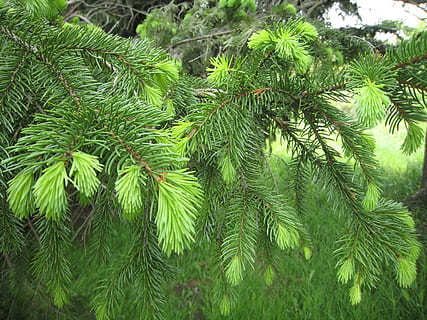 furu, tre, vår, ny, vekst, gren, anlegg, grønn farge, skjønnhet i naturen, blad, natur, ingen folk, plante del, ro, dag, utendørs, nærbilde, furutre, fokusere på forgrunnen, palmetre, full ramme, nåletre, grønn, nål - plantedel, palmblad, furuskog, 720P, CC0, offentlig domene, opphavsrett gratis