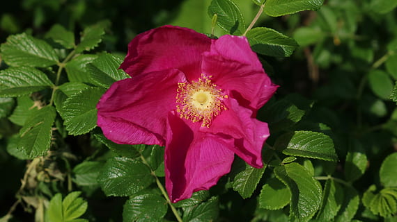 zarzas, Rosa, flor, planta floreciendo, planta, belleza en la naturaleza, frescura, pétalo, fragilidad, hoja, de cerca, parte de la planta, cabeza de flor, vulnerabilidad, inflorescencia, crecimiento, naturaleza, color rosa, polen, nadie, color verde, al aire libre, 5K, CC0, dominio público, libre de derechos