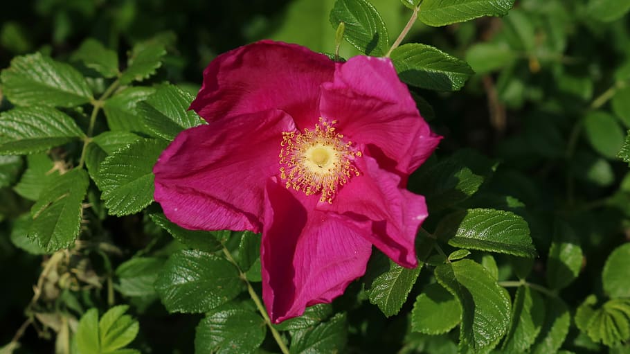 rovi, rosa, fiore, pianta fiorita, pianta, bellezza nella natura, freschezza, petalo, fragilità, foglia, avvicinamento, parte vegetale, testa di fiore, vulnerabilità, infiorescenza, crescita, natura, colore rosa, polline, nessuno, colore verde, all'aperto, 5K