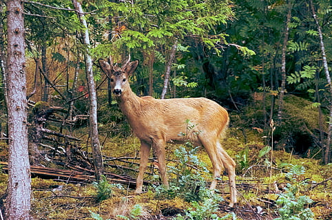 braune Hirsche, Tier, Natur, Säugetier, Tierwelt, Hirsch, Wald, Tiere in freier Wildbahn, draußen, Baum, Wildnisgebiet, Geweih, braun, Tiere und Haustiere, ein Tier, Tierthemen, Tag, Pflanze, Wirbeltier, Land, Stehen, Porträt, keine Leute, Haustiere, pflanzenfressend, Feld, Kitz, 4K