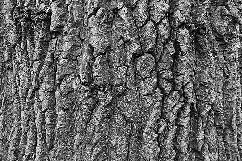 bark, træ, natur, struktur, mønster, ru, plante, gammel, overflade, naturlig, bagagerum, tømmer, Skov, træ-, makro, materiale, hud, forvitret, miljø, grunge, historie, robust, skovbrug, tekstureret, træstamme, baggrunde, fuld ramme, tæt på, ingen mennesker, plantebark, vækst, dag, naturligt mønster, træ - materiale, udendørs, Brun, tekstureret effekt, naturlig tilstand, lichen, 5K, CC0, offentligt domæne, royaltyfrie
