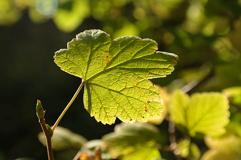 ใบไม้, แสงด้านหลัง, สดใส, สีเขียว, ดวงอาทิตย์, พุ่มไม้, ลูกเกด, Ribes, กระแสเลือด, ribes sanguineum, เม็ดโลหิต, ส่วนของพืช, ปลูก, ใกล้ชิด, การเจริญเติบโต, ธรรมชาติ, แสงแดด, วัน, ความงามในธรรมชาติ, มุ่งเน้นไปที่เบื้องหน้า, ไม่มีคน, กลางแจ้ง, เลือกโฟกัส, ต้นไม้, ความสด, ความอ่อนแอ, ความบอบบาง, ที่ดิน, สนาม, 5K, CC0, โดเมนสาธารณะ, ค่าลิขสิทธิ์ฟรี