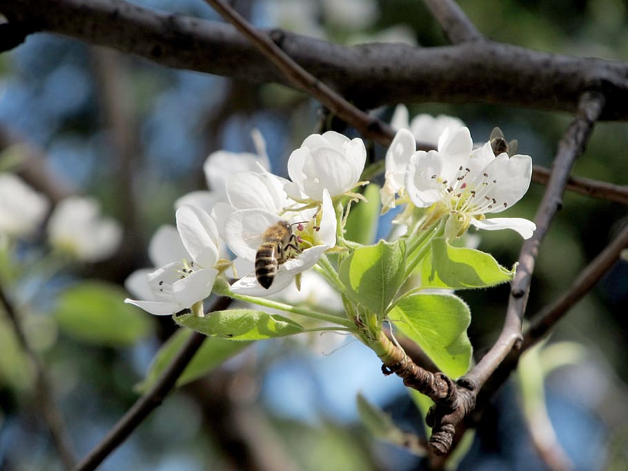Peer, bloem, bij, de lente, natuur, honingbij op bloem, fabriek, bloeiende plant, groei, versheid, schoonheid in de natuur, breekbaarheid, witte kleur, kwetsbaarheid, detailopname, boom, tak, bloemblad, geen mensen, bloemhoofd, focus op de voorgrond, takje, bloeiwijze, dag, lente, stuifmeel, buitenshuis, 4K