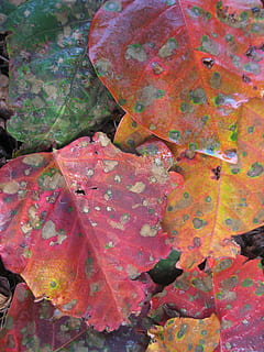 otoño, hoja, naranja, rojo, oro, brillante, arce, árbol, estacional, parque, parte de la planta, cambio, fotograma completo, de cerca, antecedentes, nadie, día, planta, hojas, naturaleza, al aire libre, multi color, vista de alto ángulo, belleza en la naturaleza, patrón natural, crecimiento, fragilidad, hoja de arce, condición natural, 2K, CC0, dominio público, libre de derechos