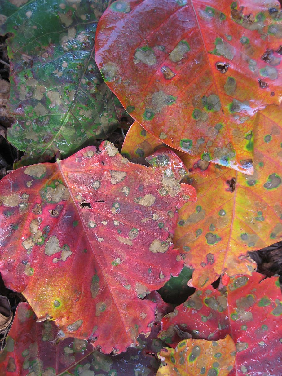 efterår, blad, orange, rød, guld, lyse, ahorn, træ, sæson-, parkere, plante del, lave om, fuld ramme, tæt på, baggrunde, ingen mennesker, dag, plante, blade, natur, udendørs, multi farvet, høj vinkel visning, skønhed i naturen, naturligt mønster, vækst, skrøbelighed, ahorn blad, naturlig tilstand, 2K