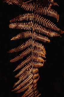 samambaia marrom], planta de samambaia marrom, natureza, sombra, leve, folha, Castanho, padronizar, ninguém, fechar-se, dentro de casa, noite, texturizado, fundo preto, tiro do estúdio, beleza na natureza, samambaia, iluminado, parte da planta, plantar, seco, visão de baixo ângulo, recurso de construção de parede, 5K, CC0, domínio público, royalty free