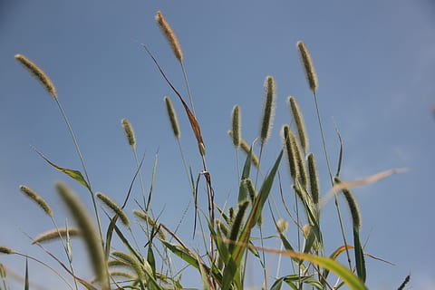 wiosna, trawa, pluszowa trawa, wzrost, roślina, niebo, Natura, żadnych ludzi, zbliżenie, piękno natury, dzień, przyciąć, rolnictwo, spokój, czyste Niebo, roślina zbożowa, niebieski, skupić się na pierwszym planie, niski kąt widzenia, scena wiejska, krajobraz, pole, zielony kolor, na dworze, owies - uprawa, łodyga, 5K, CC0, domena publiczna, darmowe zdjęcia