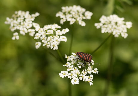 insetto, strip bug, fiori, rosso, bianca, nero, a strisce, foto di insetti, natura, vicino, primavera, fiore, pianta fiorita, pianta, bellezza nella natura, temi animali, animale, fragilità, freschezza, vulnerabilità, invertebrato, fauna selvatica, un animale, testa di fiore, Colore bianco, avvicinamento, petalo, crescita, nessuno, impollinazione, ala animale, all'aperto, farfalla - insetto, 2K, CC0, dominio pubblico, privo di copyright