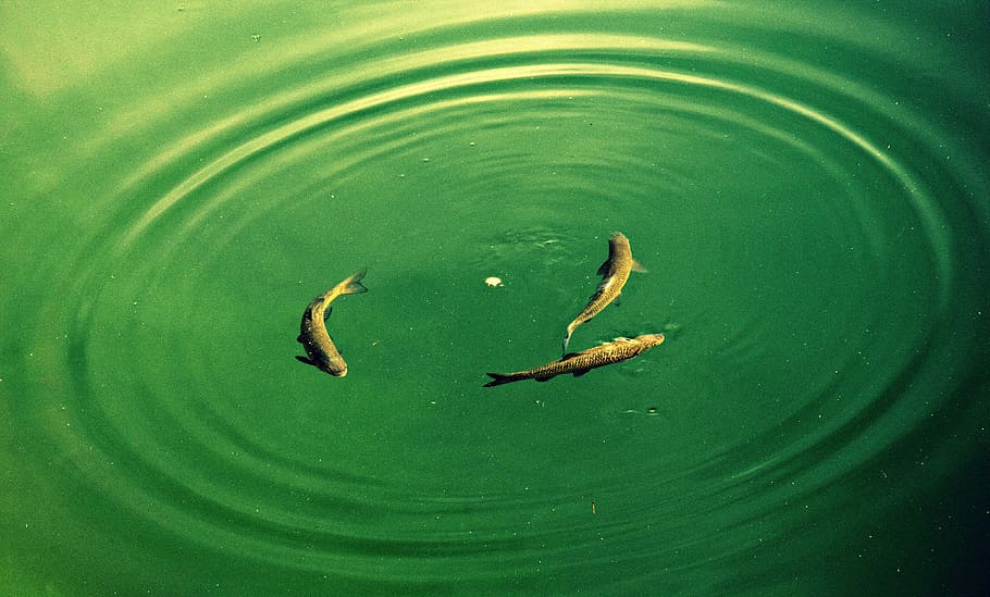 peix, molveno, cercle, aigua, color verd, llac, vista d’angle alt, fauna animal, cap gent, animals a la natura, animal, temes d'animals, dia, naturalesa, nedar, davant del mar, vertebrats, a l'aire lliure, grup d’animals, flotant, flotant a l'aigua, marí, 4K