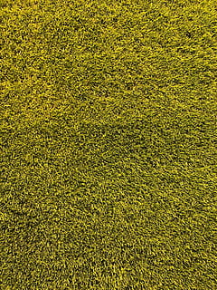 green grass, grass, texture, topdown, green, yellow, background, shotoniphonex, shotoniphone, raw, pitch, wallpaper, bayer, football, leverkusen, bayarena, soccer, bayer 04, green color, full frame, backgrounds, plant, high angle view, nature, growth, land, no people, field, beauty in nature, outdoors, day, textured, landscape, freshness, lawn, environment, pattern, turf, 1080P, CC0, public domain, royalty free