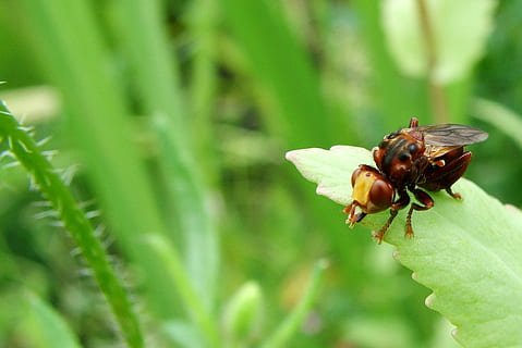 Fehler, Insekt, Pest, Käfer, Symbol, fliegen, Natur, Tier, Weiß, Makro, Tierwelt, schwarz, Design, Flügel, Marienkäfer, Antenne, Sommer-, Biologie, einstellen, Biene, Ameise, Bettwanze, Zeichen, Termite, klein, wild, Milbe, Farbe, schließen, Spinne, Grün, eben, Tierthemen, wirbellos, Tiere in freier Wildbahn, ein Tier, Pflanze, grüne Farbe, Nahansicht, Fokus auf den Vordergrund, Pflanzenteil, Blatt, Schönheit in der Natur, Wachstum, keine Leute, Tag, selektiver Fokus, Tierflügel, draußen, Blütenkopf, Bestäubung, 1080P, CC0, gemeinfrei, lizenzfrei