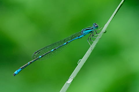 flach, fokus fotografie, Blau, Libelle, Grün, Gras, Wasser, Tropfen, schwarz, Damselfly, linear, Blatt, fliegen, Insekt, Fehler, grüne Farbe, Tierthemen, Tierwelt, Tier, wirbellos, ein Tier, Tiere in freier Wildbahn, Nahansicht, Natur, keine Leute, Tierflügel, Pflanze, Tag, Fokus auf den Vordergrund, Pflanzenteil, Zoologie, draußen, Grashalm, 2K, CC0, gemeinfrei, lizenzfrei