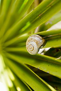 snegl, blad, grøn, mollusk, havsnegle, dyreliv, skal, tæt på, hvirvelløse, dyr, dyre temaer, grøn farve, dyreskal, natur, dyr i naturen, plante del, et dyr, ingen mennesker, spiralformet, plante, dag, udendørs, 5K, CC0, offentligt domæne, royaltyfrie