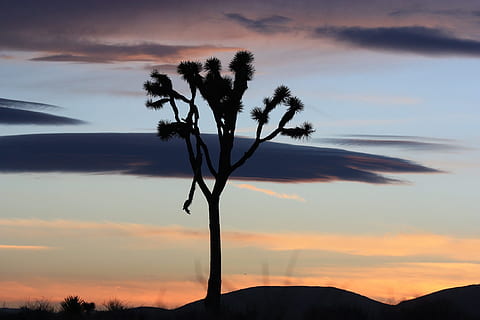 Sonnenuntergang, Landschaft, Baum, Berge, Silhouetten, Wüste, Natur, Himmel, bunt, Dämmerung, Abend, Pflanze, szenisch, Wildnis, Joshua Tree Nationalpark, Kalifornien, Vereinigte Staaten von Amerika, west, Wolken, wolke - himmel, Silhouette, Szenen - Natur, Palme, ruhige Szene, tropisches Klima, Ruhe, Schönheit in der Natur, Berg, keine Leute, Wachstum, orange Farbe, draußen, idyllisch, Nicht-städtische Szene, Palmblatt, 1080P, CC0, gemeinfrei, lizenzfrei
