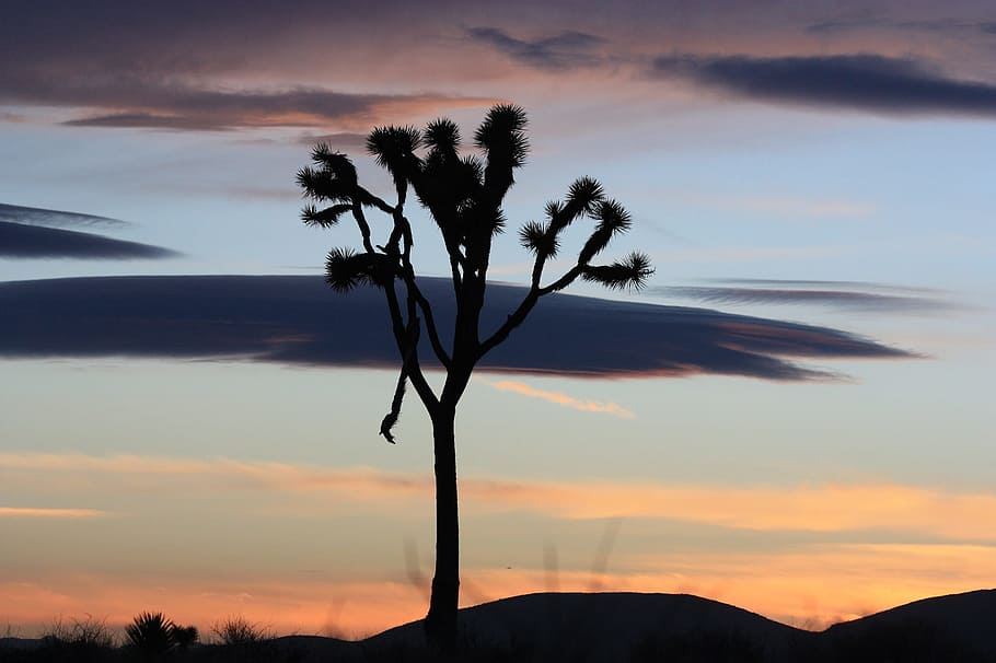 Sonnenuntergang, Landschaft, Baum, Berge, Silhouetten, Wüste, Natur, Himmel, bunt, Dämmerung, Abend, Pflanze, szenisch, Wildnis, Joshua Tree Nationalpark, Kalifornien, Vereinigte Staaten von Amerika, west, Wolken, wolke - himmel, Silhouette, Szenen - Natur, Palme, ruhige Szene, tropisches Klima, Ruhe, Schönheit in der Natur, Berg, keine Leute, Wachstum, orange Farbe, draußen, idyllisch, Nicht-städtische Szene, Palmblatt, 1080P